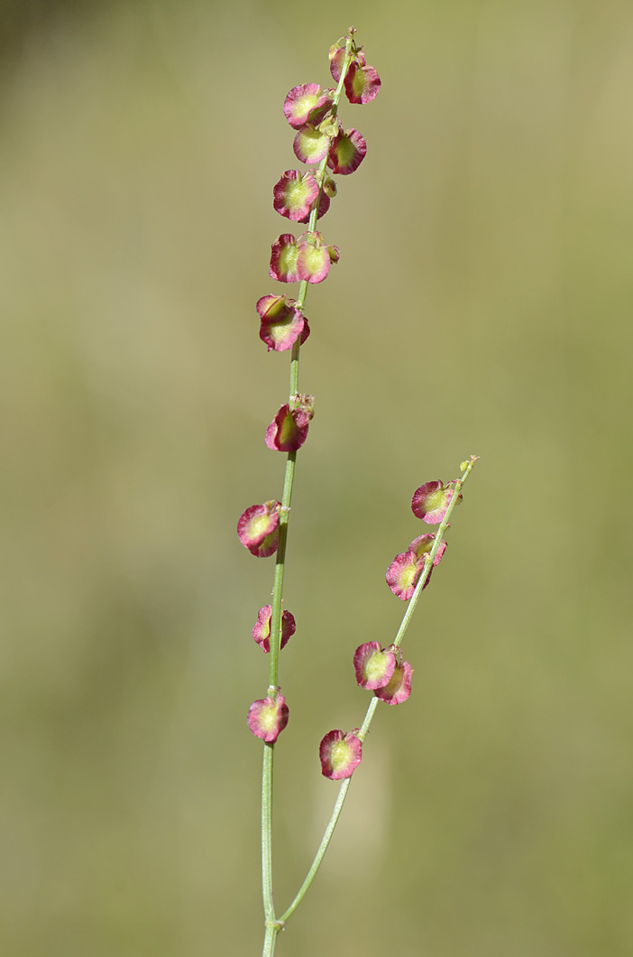 Rumex scutatus / Romice scudato